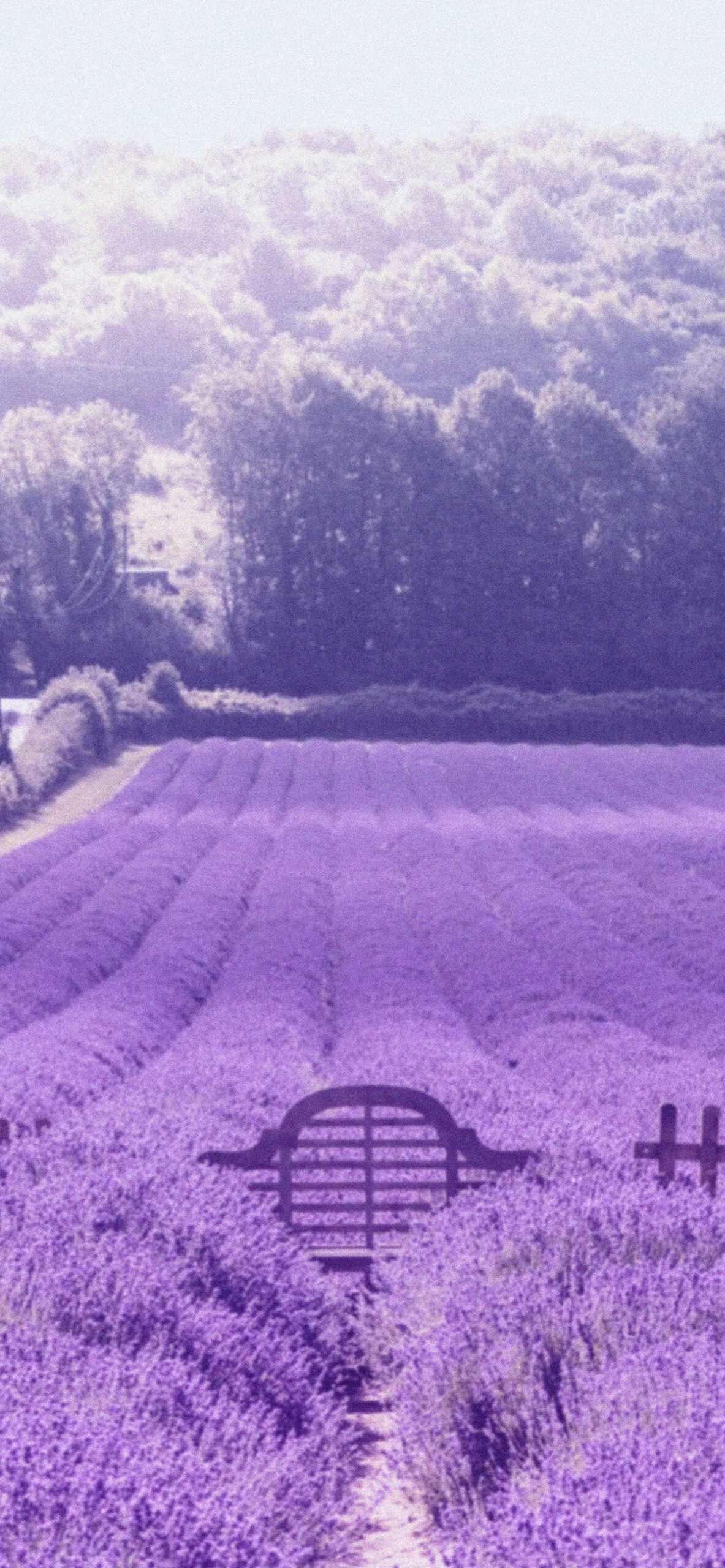 aesthetic lavender wallpaper 2