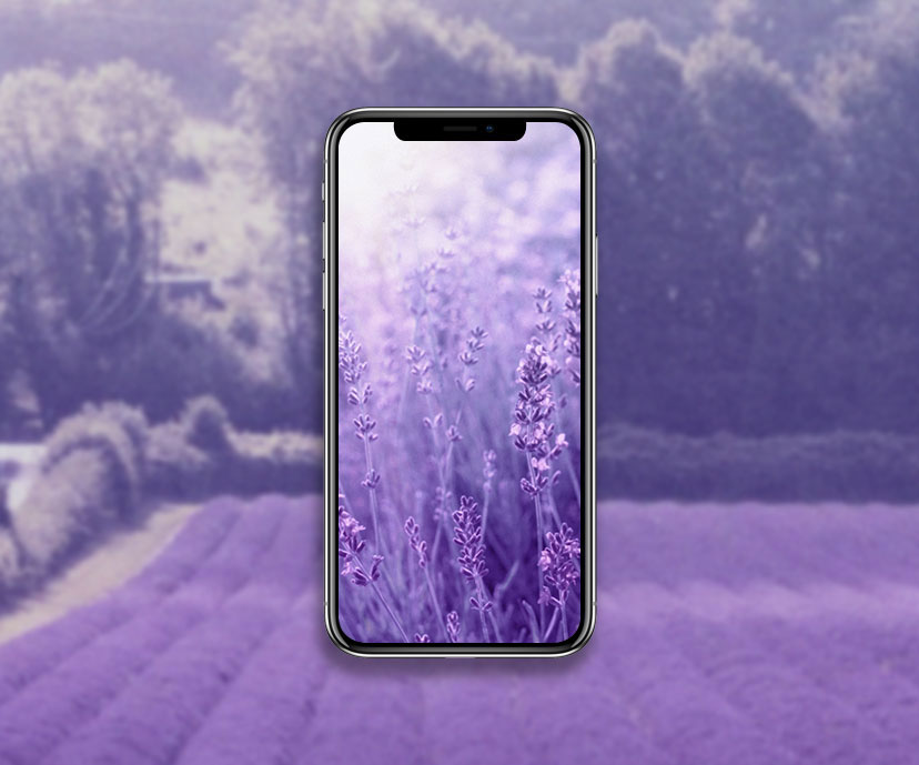 aesthetic lavender wallpapers collection