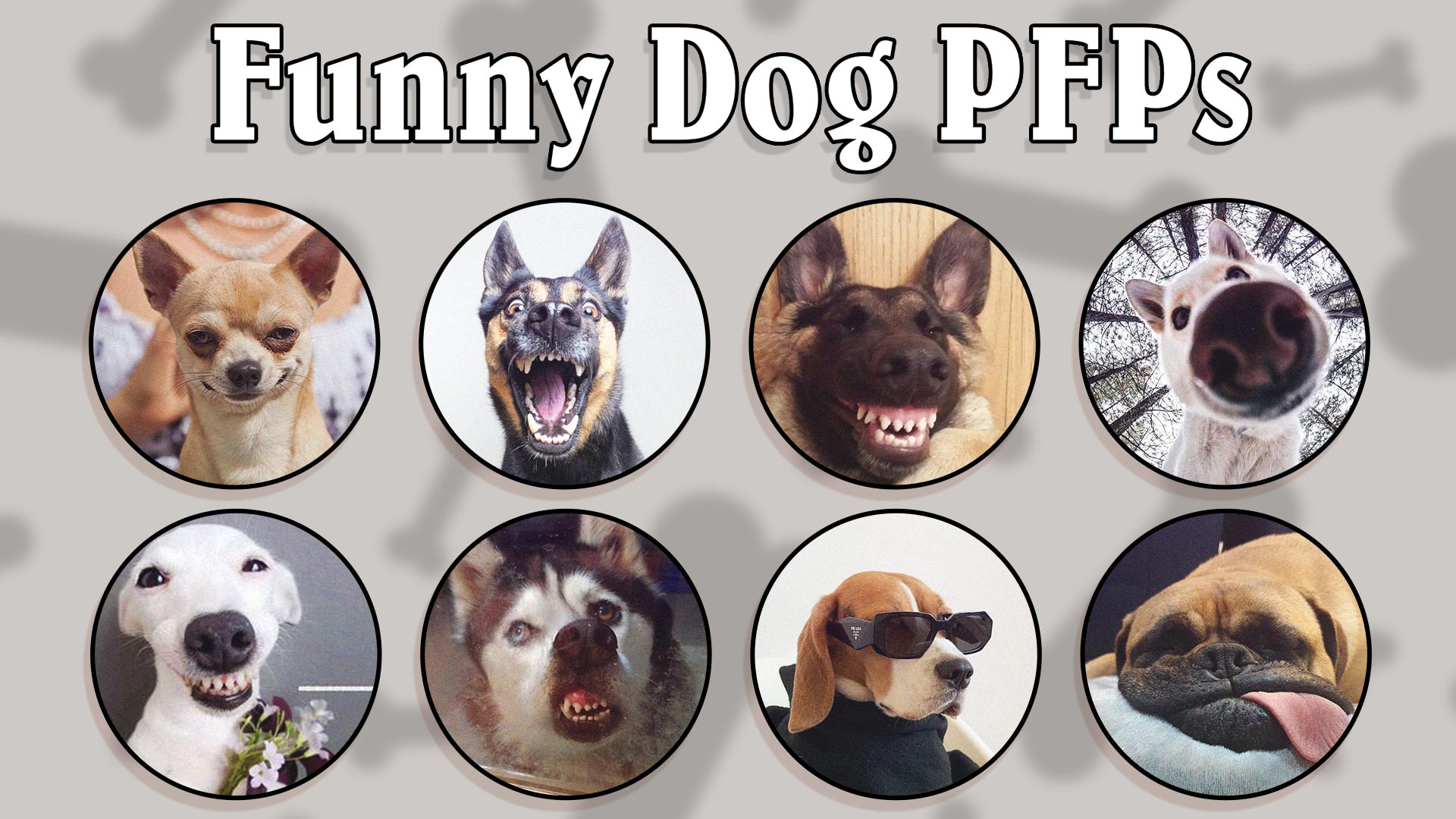 Funny Dog PFPs - Funny PFP for Discord, TikTok, WhatsApp, IG