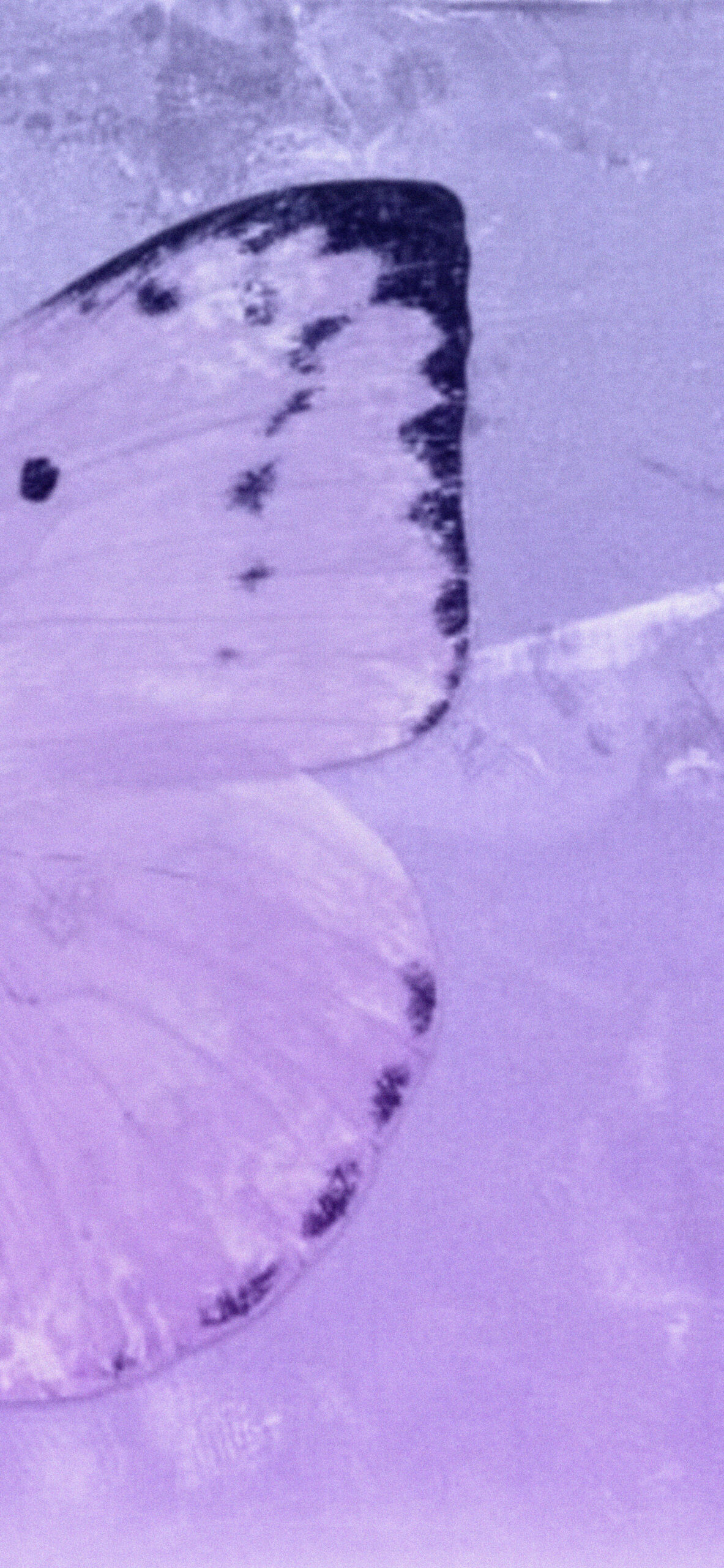 Purple Aesthetic Wallpaper Images  Free Download on Freepik