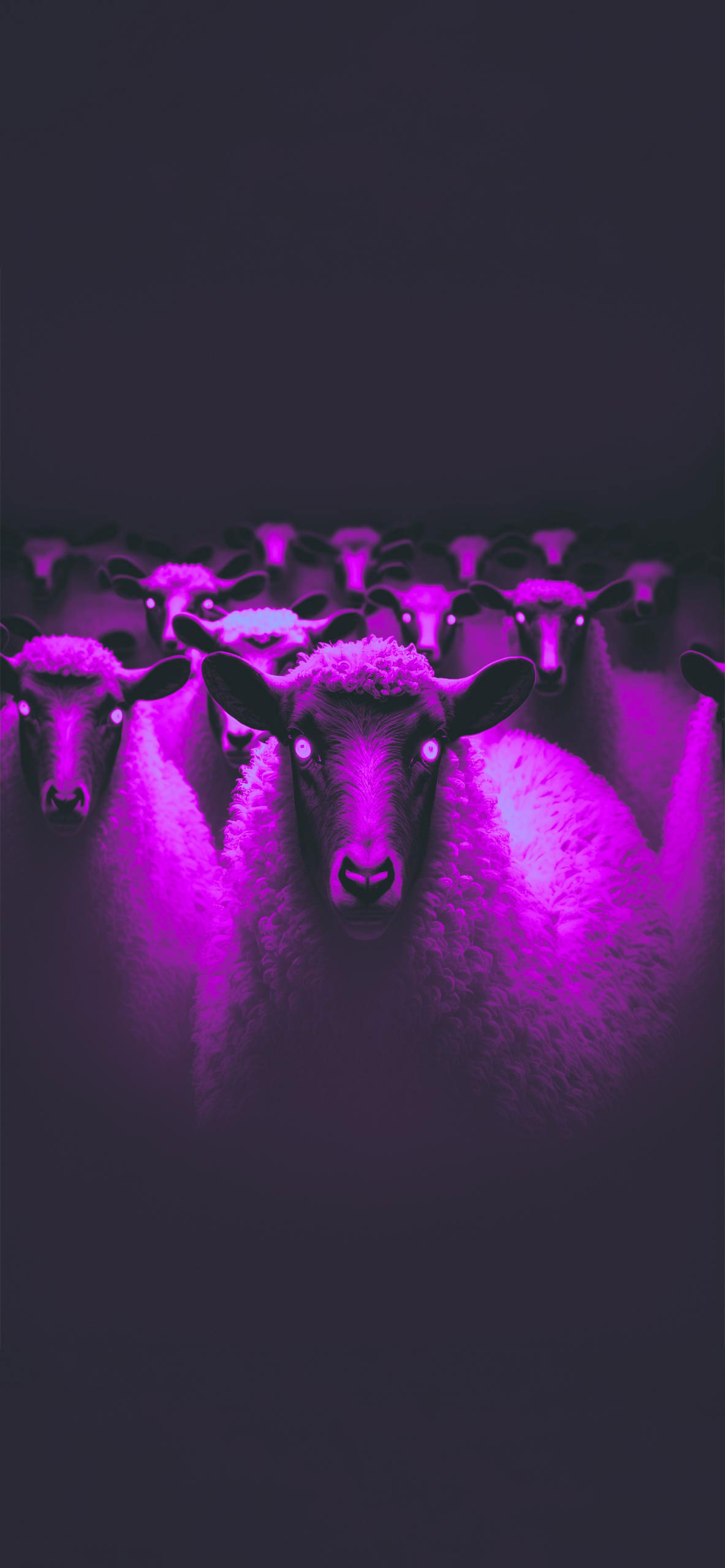 horror sheeps wallpaper 2