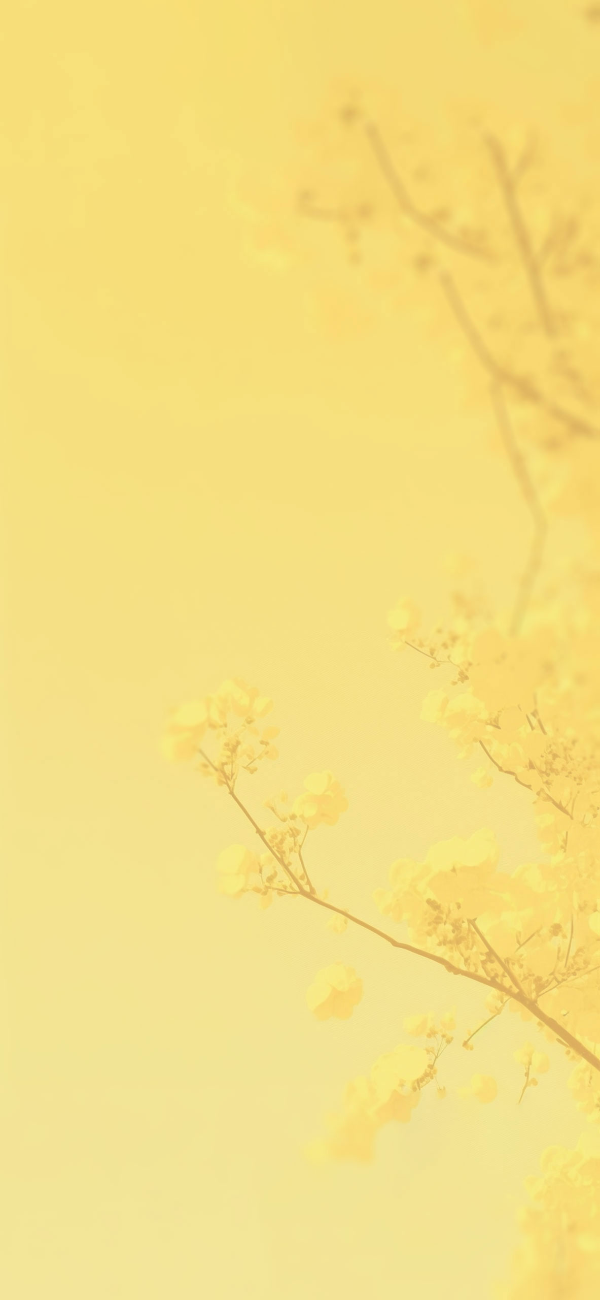 yellow blossom tree aesthetic background