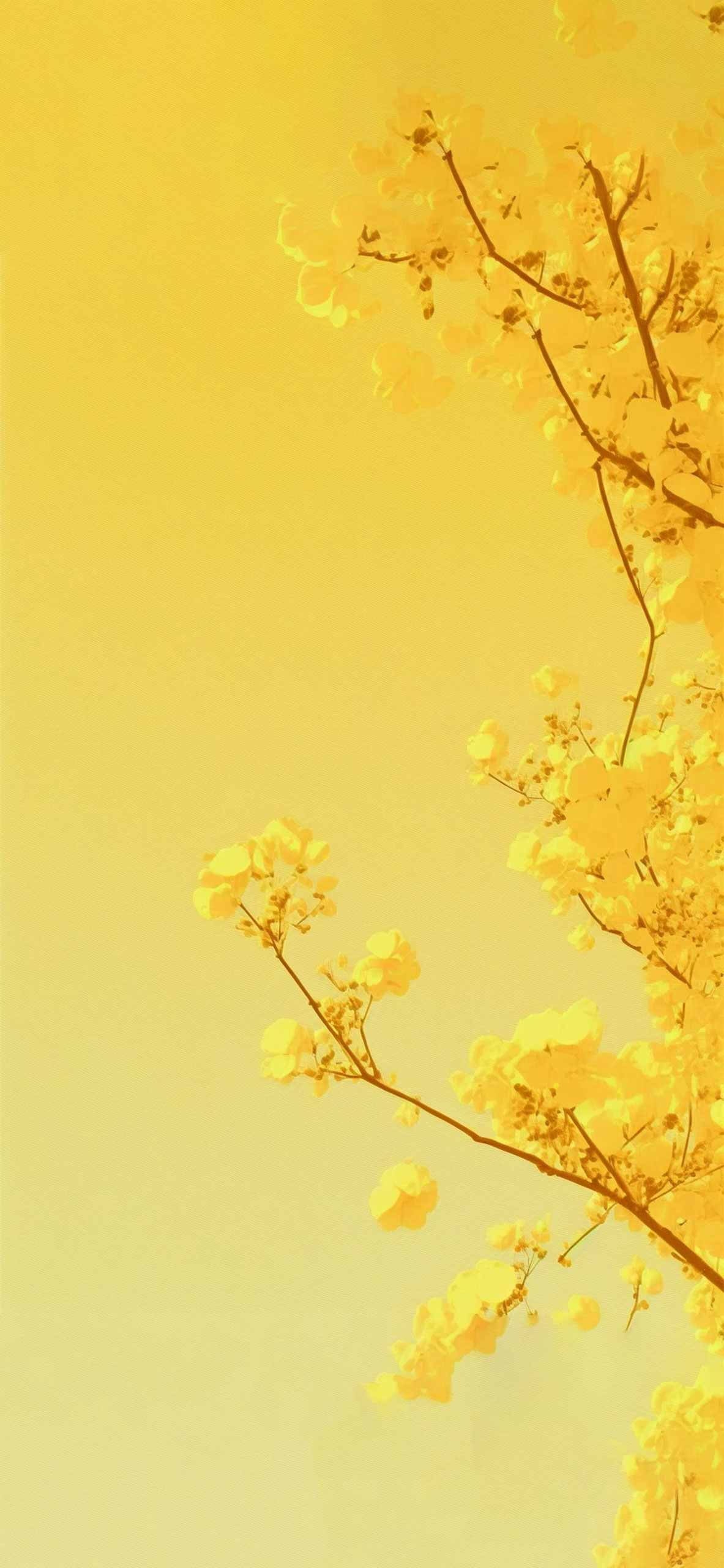 Yellow Blossom Tree Aesthetic Wallpaper - Cool Yellow Wallpaper