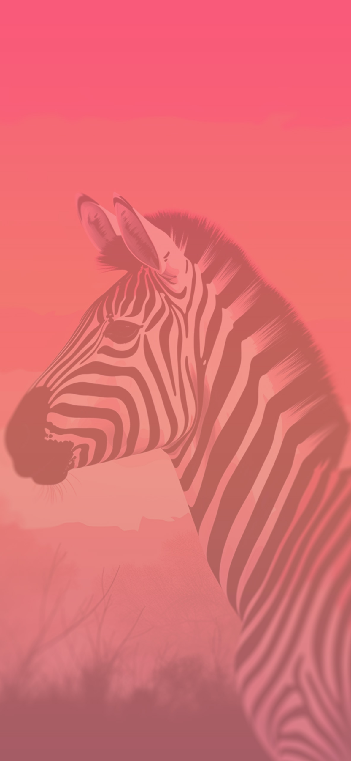 zebra hot pink background