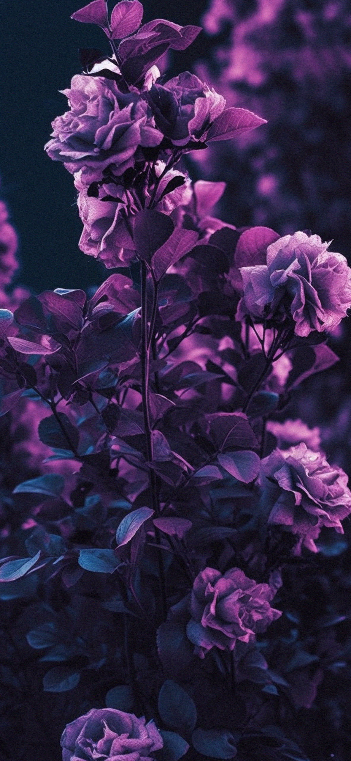 Garden Roses Purple Wallpaper Purple Roses Wallpaper for iPhon