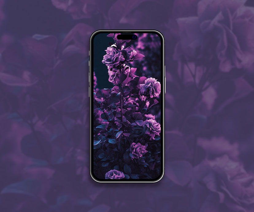 Roses de jardin Fond d’écran violet Roses violettes Fond d’écran pour iPhon