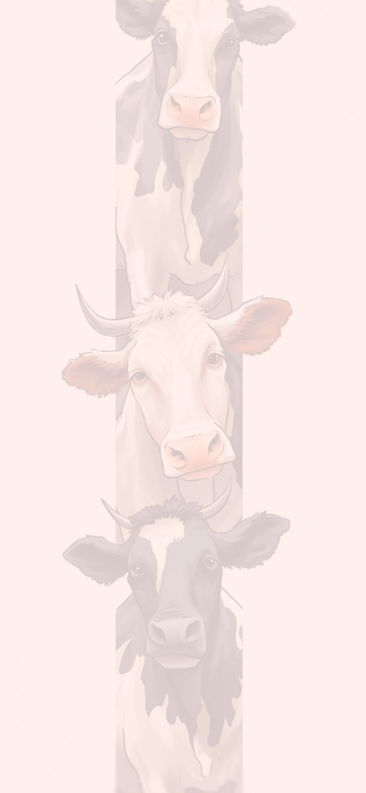 moo wallpaper  Cow print wallpaper Cow wallpaper Animal print wallpaper