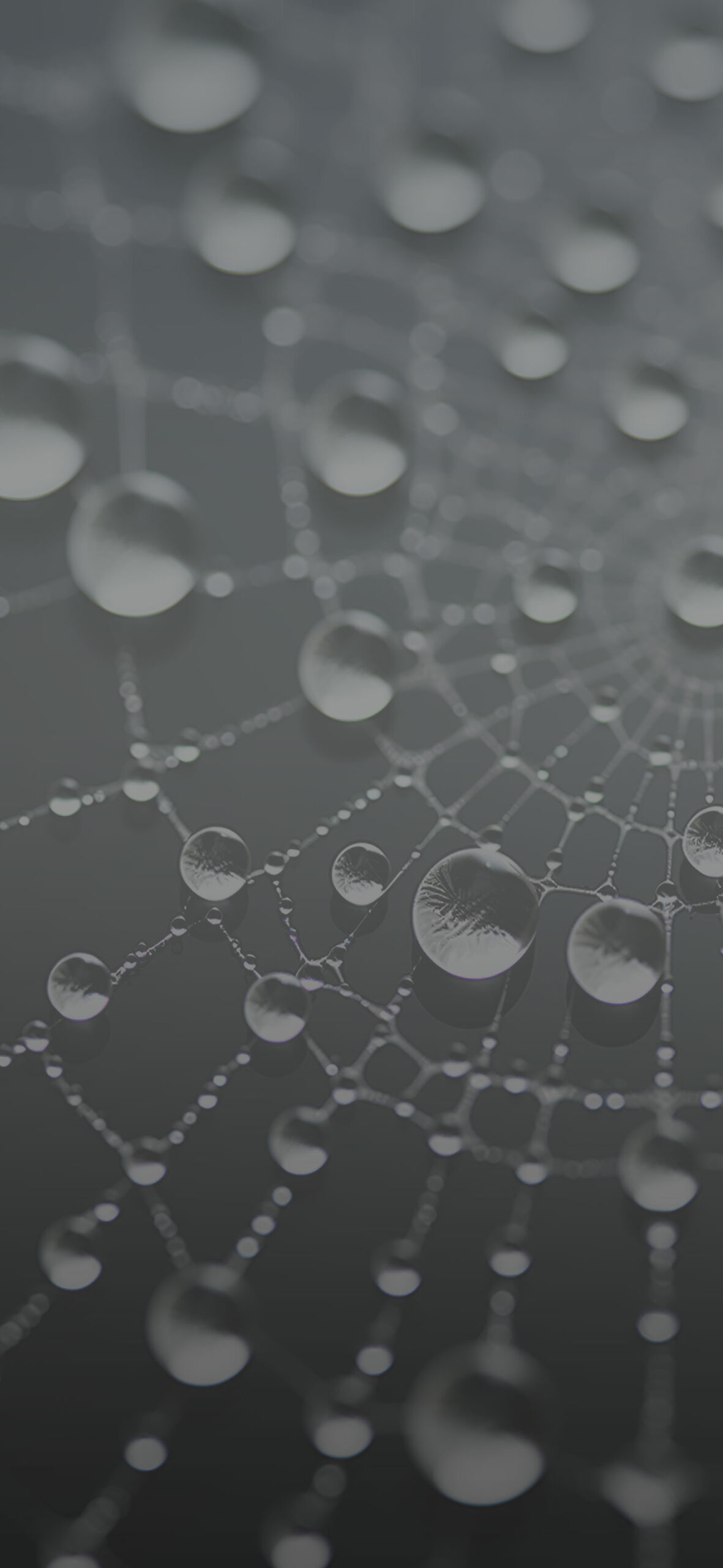 Spider Web in Morning Dew Wallpaper Spider Web Wallpaper for i