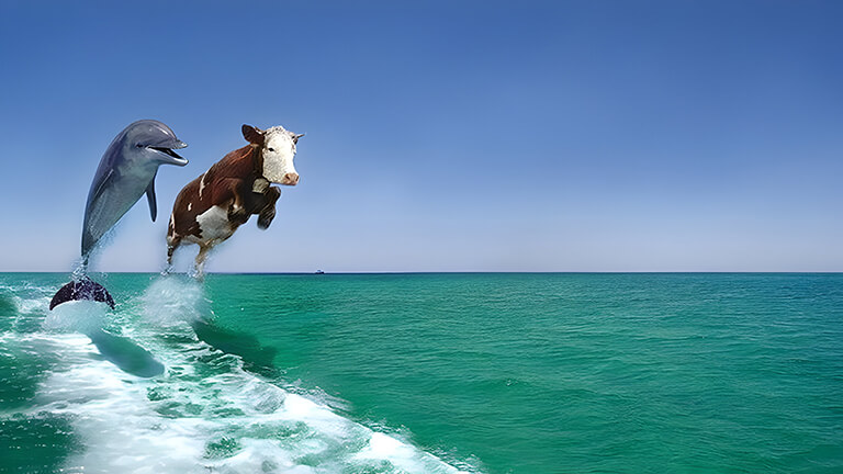 dolphin cow jumping sea meme desktop wallpaper cover