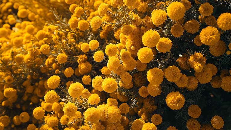 hermosa cubierta de fondo de escritorio estética de flores amarillas