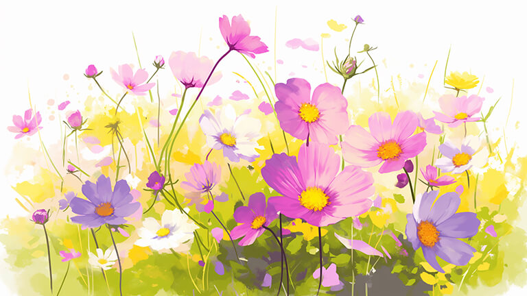 beautiful cosmos flowers art desktop wallpaper cover