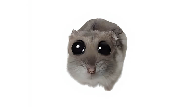 hamster avec de grands yeux meme couverture de fond d’écran