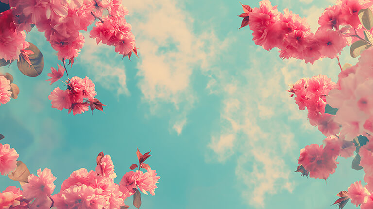 pink flowers sky aesthetic preppy desktop wallpaper cover