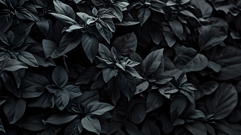 Couverture de fond d’écran de bureau de plantes grises esthétiques