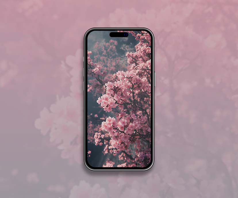 cherry blossom spring wallpapers collection