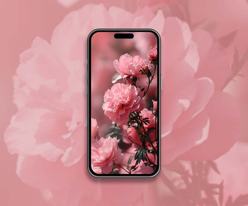 delicate pink rose wallpapers collection