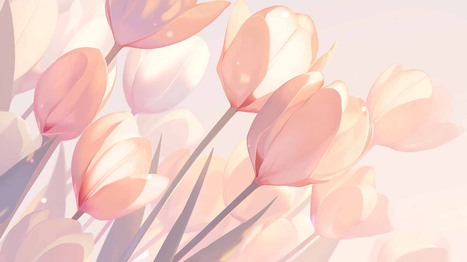 pink tulips with light shine desktop wallpaper cover