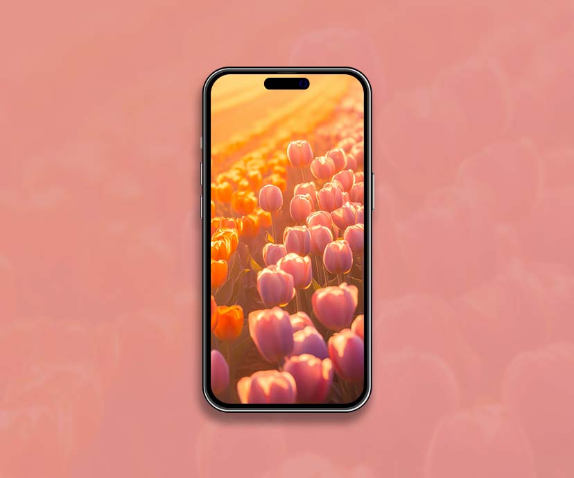 sunset tulip field pink flowers wallpapers collection