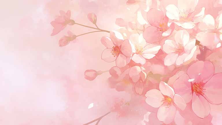 cherry blossom petal desktop wallpaper cover