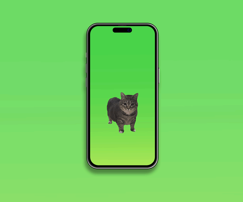 oo ee a e a spining cat meme tap to switch wallpapers collection