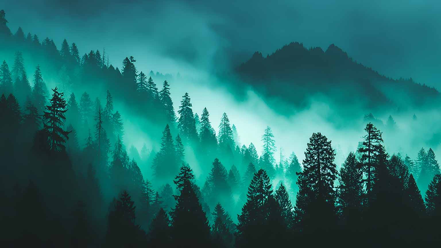 Eerie Teal Forest Foggy Pine Trees Dark Woods Wallpaper 4K, image size:1536x864